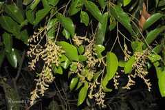 Hopea parviflora
